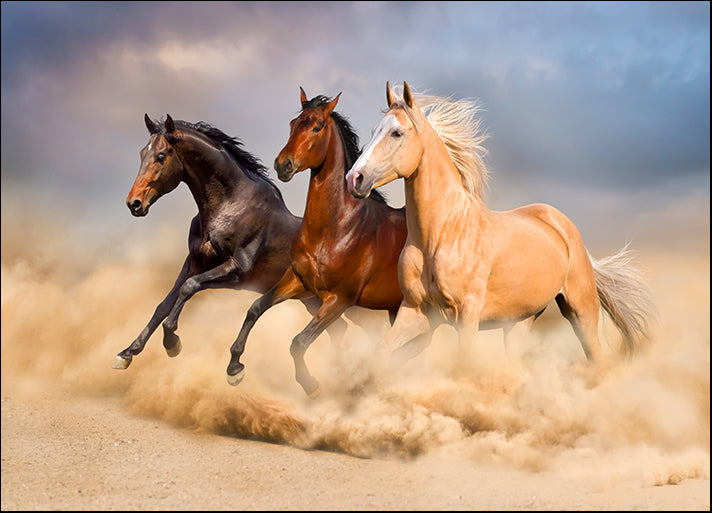 c15646301s Group of horse run gallop in sand, available in multiple sizes
