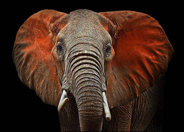 c18462875s African elephants in Tsavo Park in Kenya, available in multiple sizes