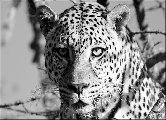 c36540218s African Leopard, available in multiple sizes