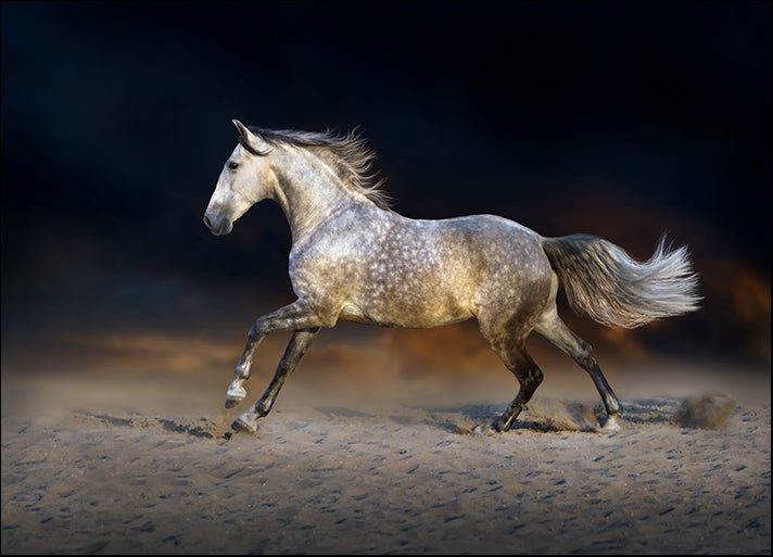 c62593049s Horse run gallop on desert dust, available in multiple sizes