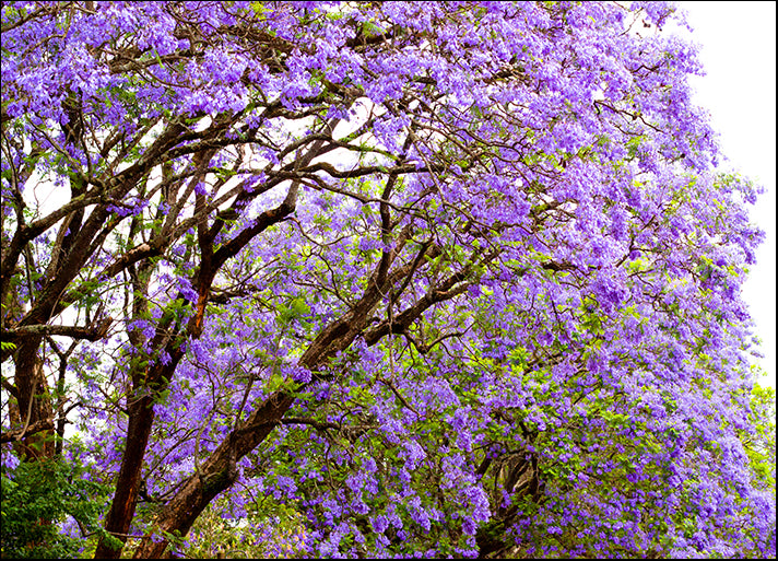 c8501107 Jacaranda Tree, Mpumalanga, South Africa, available in multiple sizes - Chamton
