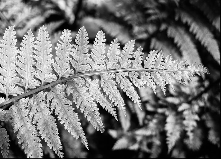 c95318785s Black and white New Zealand fern frond in native bush, available in multiple sizes