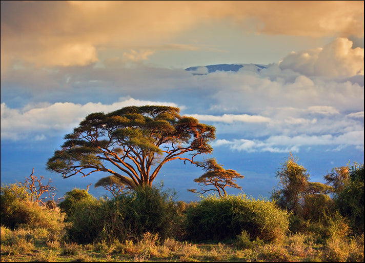 d2312412 Mount Kilimanjaro, Kenya, Africa, available in multiple sizes