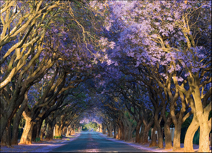 e382966 Purple Lane Jacaranda Trees Blooming, available in multiple sizes