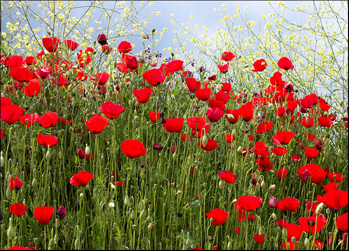 e44022b poppies and blue sky