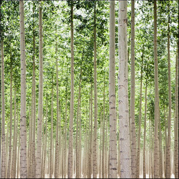 83546 Poplars 1, by Edmondson, available in multiple sizes - Chamton