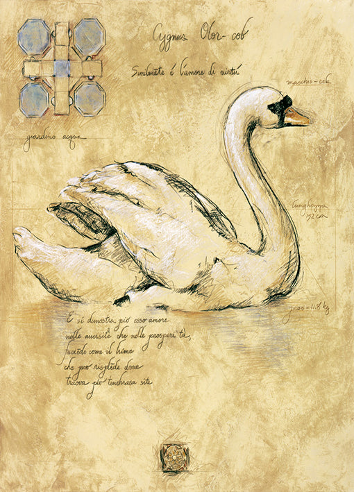 71185 Cygnusolor 2, by Hartenhoff, available in multiple sizes