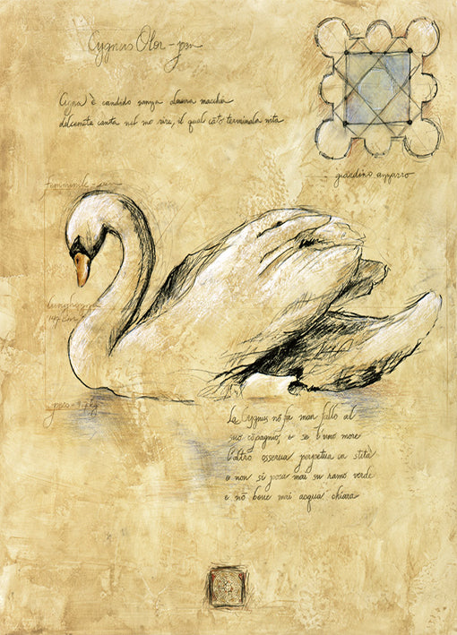 71186 Cignusolor 1, by Hartenhoff, available in multiple sizes