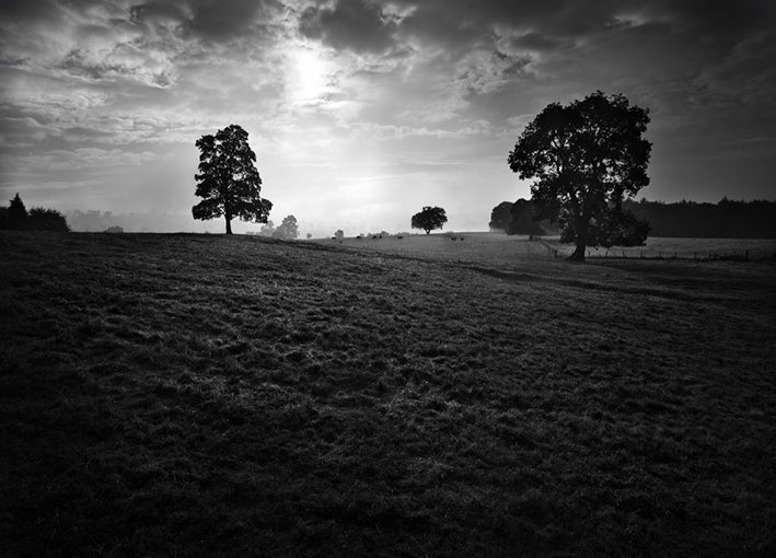 78149 MKH-38, by Henson, available in multiple sizes - Chamton