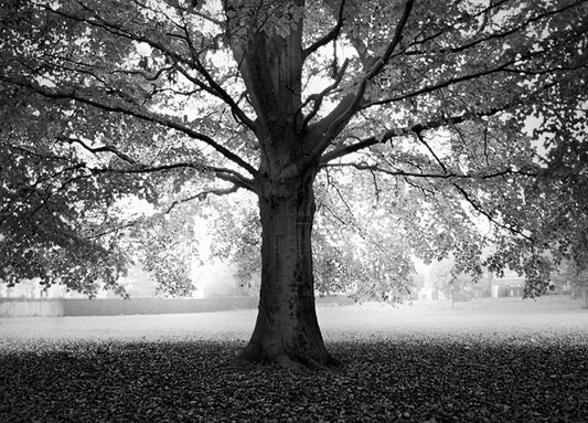 78162 MKH-57, by Henson, available in multiple sizes