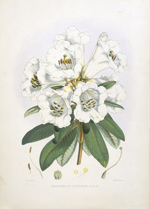 81395 Rhodedendrum Dalhousiae, by Porter, available in multiple sizes