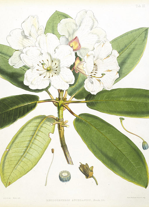 81396 Rhodedendrum Aucklandi, by Porter, available in multiple sizes
