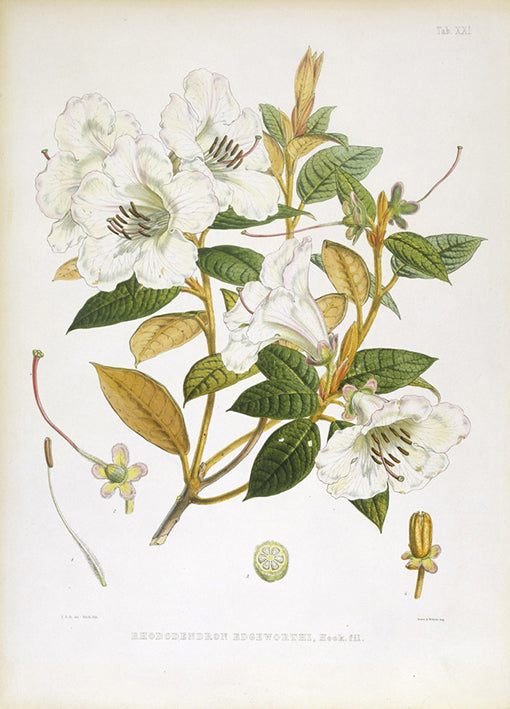 81397 Rhodedendrum Edgeworthi, by Porter, available in multiple sizes