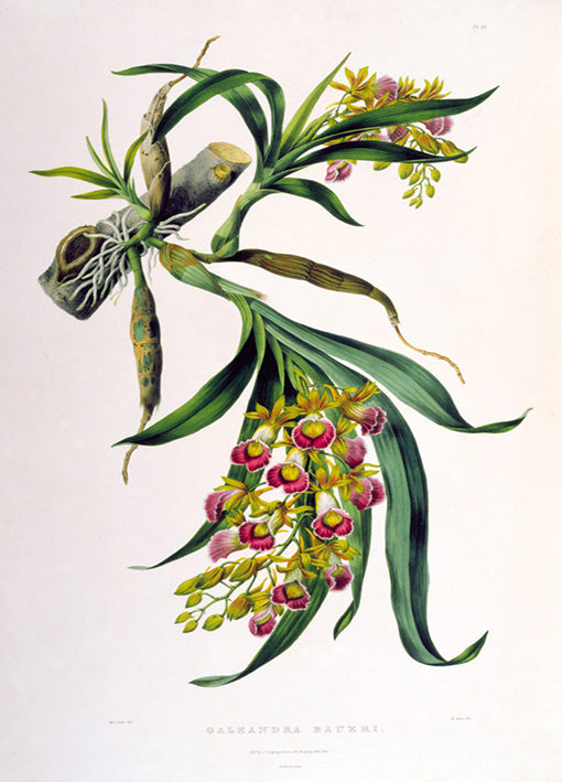 81414 Galeandra Baueri, by Porter, available in multiple sizes