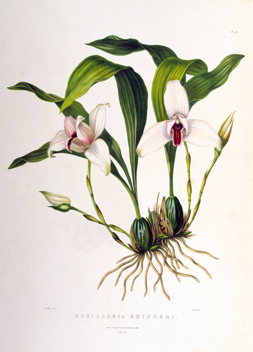 81417 Maxillaria Skinneri, by Porter, available in multiple sizes