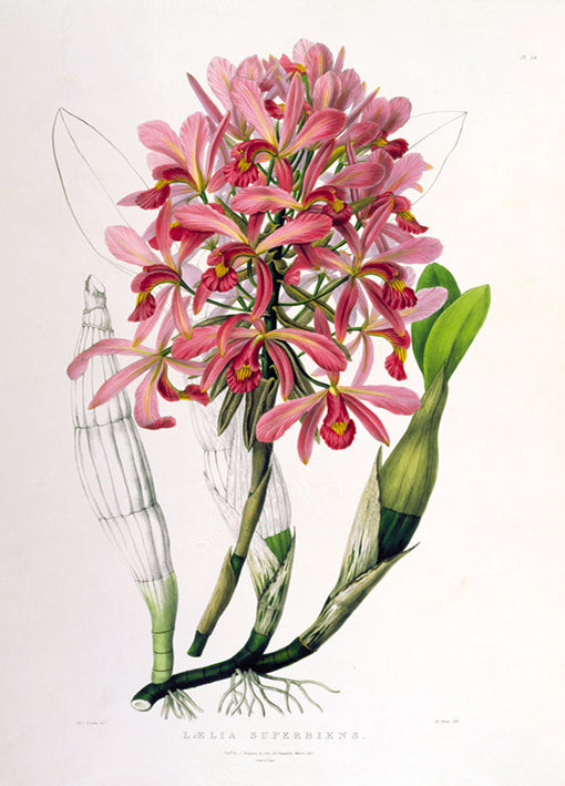 81419 Laelia Superbiens, by Porter, available in multiple sizes