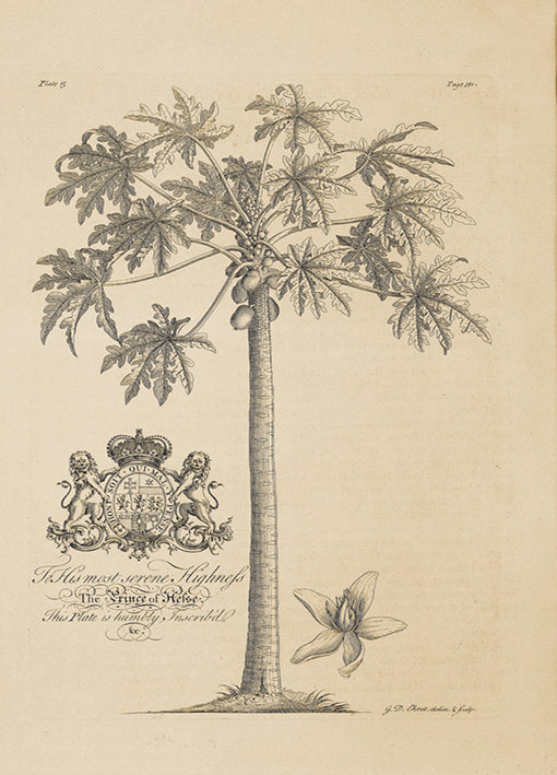 81430 Papaya Tree, by Porter, available in multiple sizes