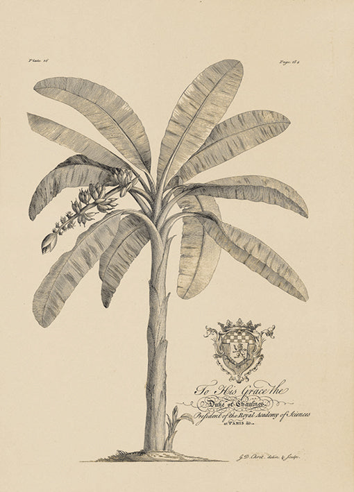 81431 Banana Tree, by Porter, available in multiple sizes