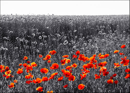 i4295957b Red poppy flowers