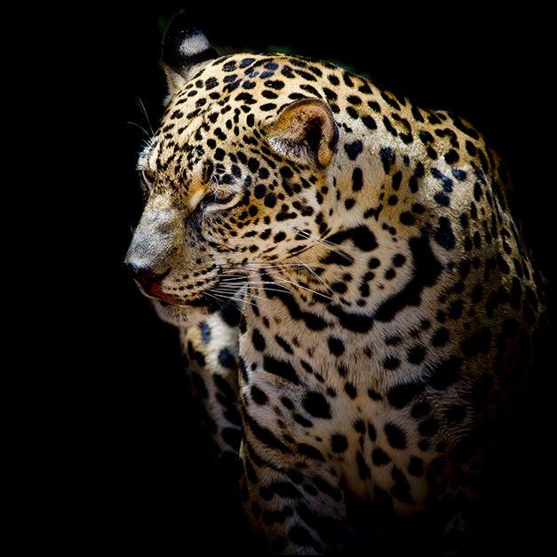 i4525826 ratio 1 Close Up Leopard Portrait, available in multiple sizes
