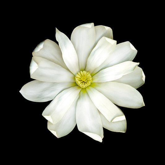 86061 Magnolia, by joSon, available in multiple sizes