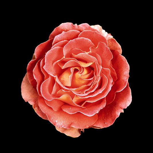 86063 Rose, by joSon, available in multiple sizes