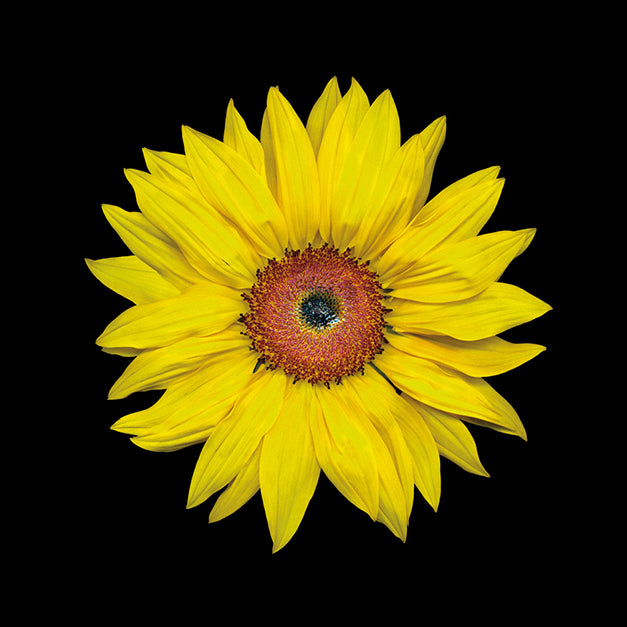 86064 Sunflower, by joSon, available in multiple sizes
