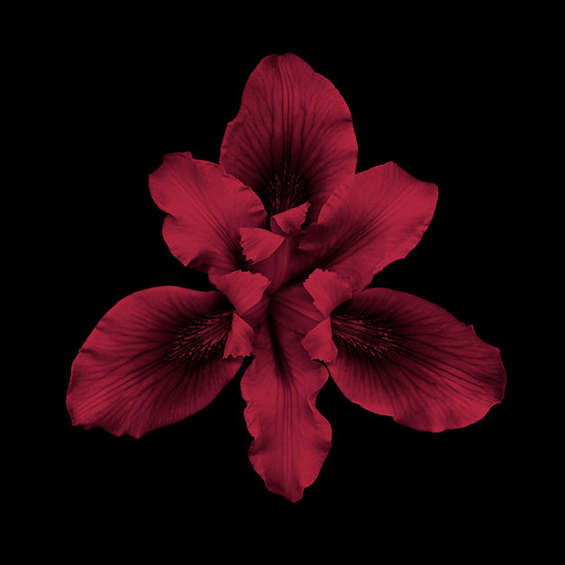 99233 Bearded Iris - Red, by joSon, available in multiple sizes - Chamton