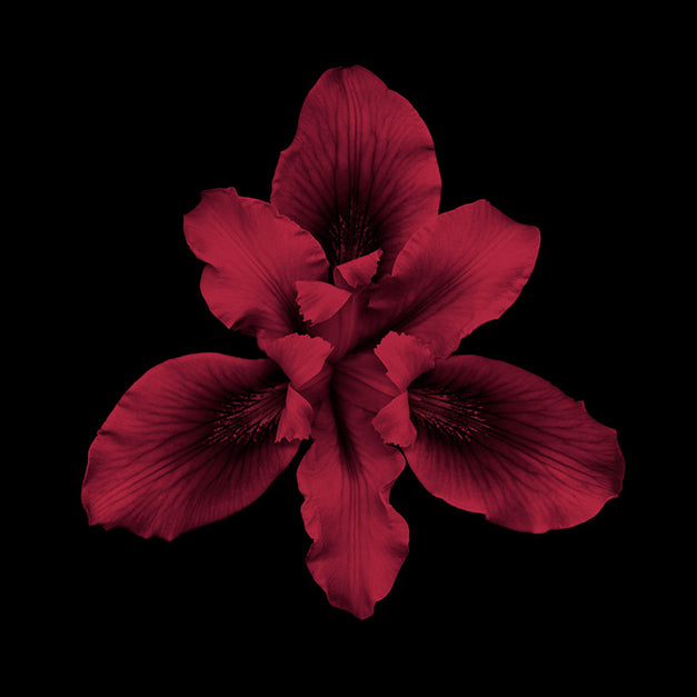 99233 Bearded Iris - Red, by joSon, available in multiple sizes